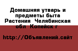 Домашняя утварь и предметы быта Растения. Челябинская обл.,Копейск г.